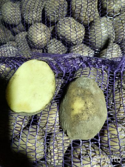Продам картофель