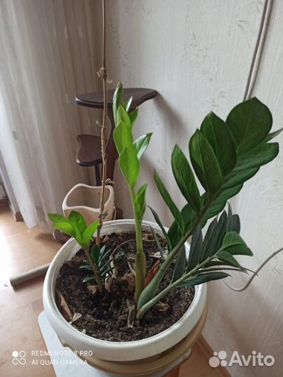 Замиокулькас