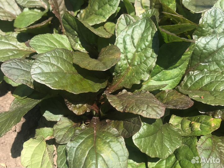 Почвопокровники