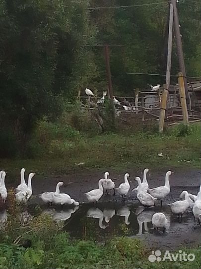 Гусак племенной порода линда крупный и яйцо
