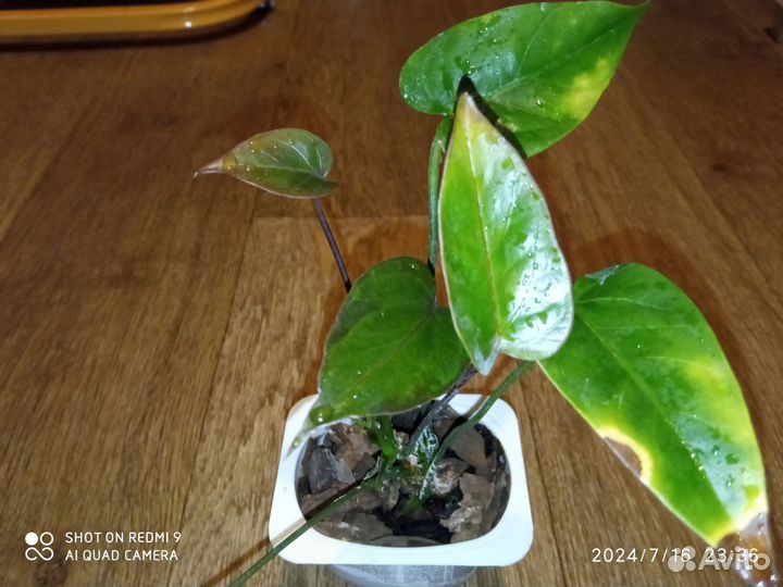 Антуриум Андрианум Блэк Лав