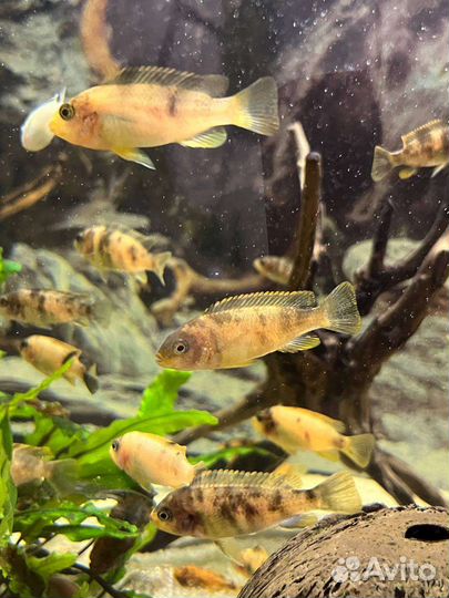 Рыбки цихлиды, Зебра мармеладная мальки