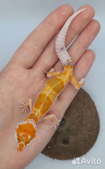 Эублефары. 2023 год. Самцы. Геккон