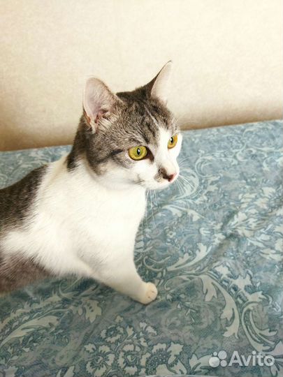Котик в добрые руки