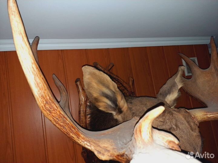 Чучело лося на медальоне