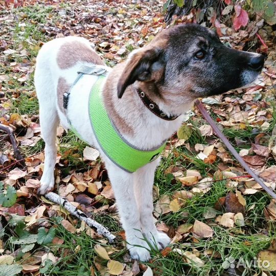 Зайка ищет дом