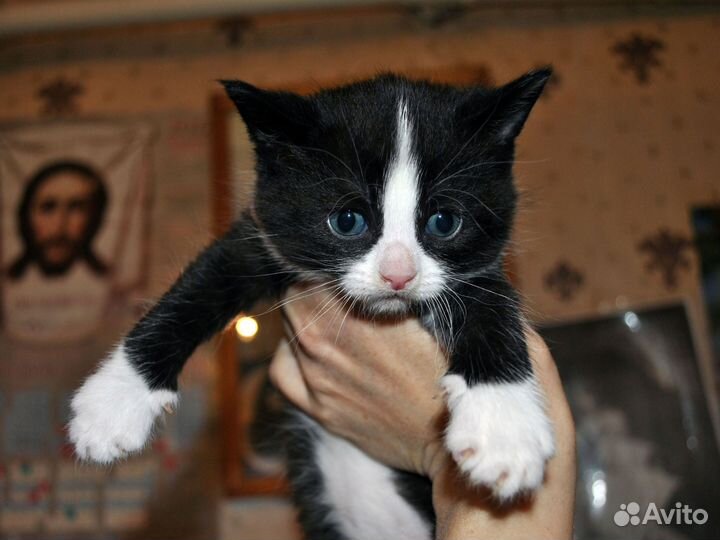 Котик