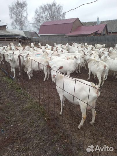 Молоко козье. Доставка бесплатно