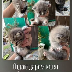 Отдам в добрые руки котят