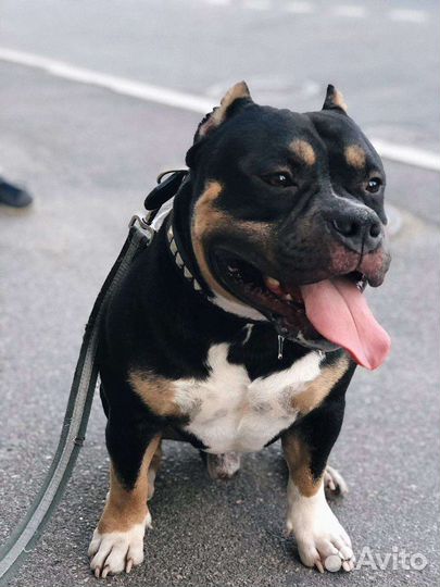 Американский булли вязка