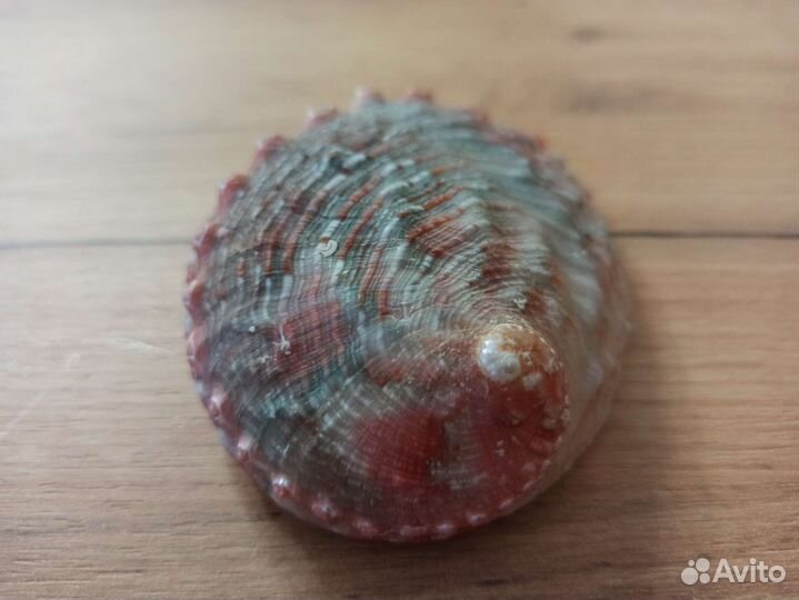 Морская раковина