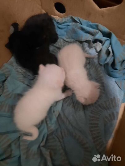 Котики бесплатно в добрые руки