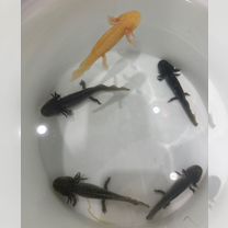 Аксолотль, Волгодонск