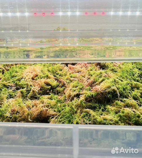 Мох сфагнум живой