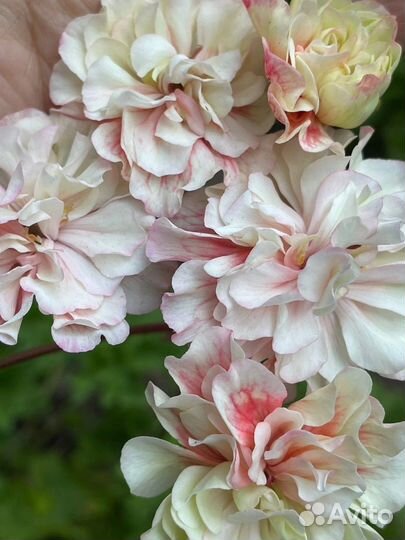 Сортовые пеларгонии