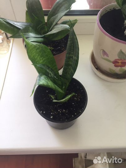 Сансевиерия ханни