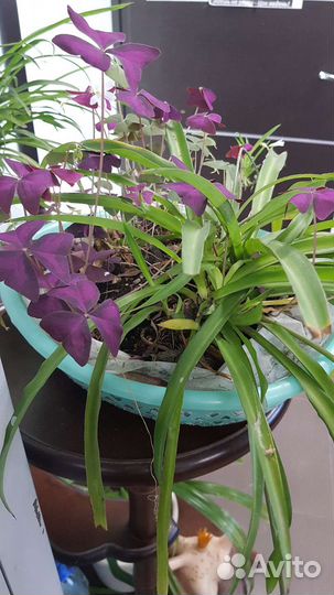 Оксалис/бабочка