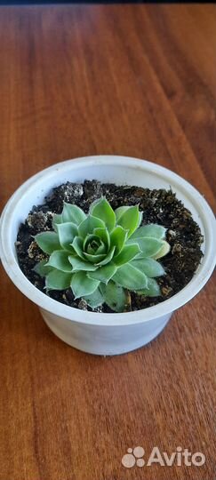 Суккуленты