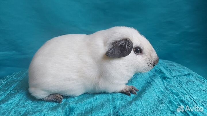 Морские Свинки малыши