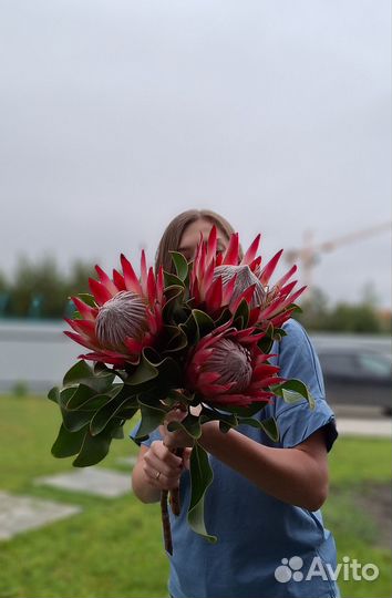 Пионы, эустома, протея и др