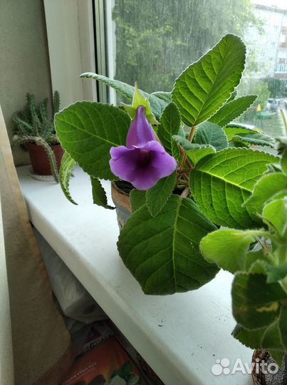 Домашние цветы