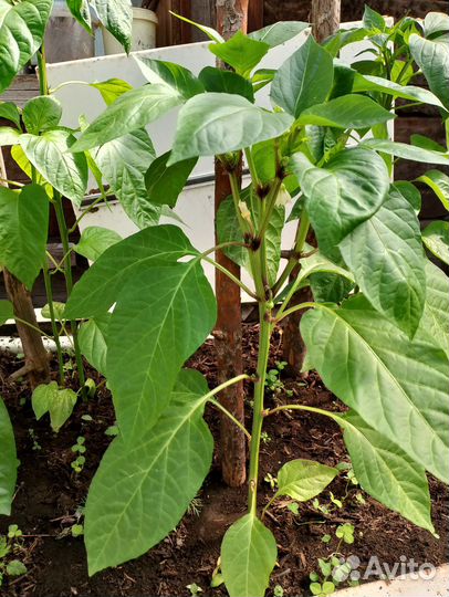 Перец болгарский рассада, помидор