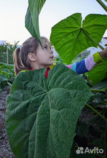 Павловния быстрорастущее дерево