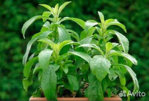 Растения стевия