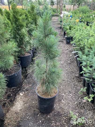 Кедр Сибирский из питомника растений