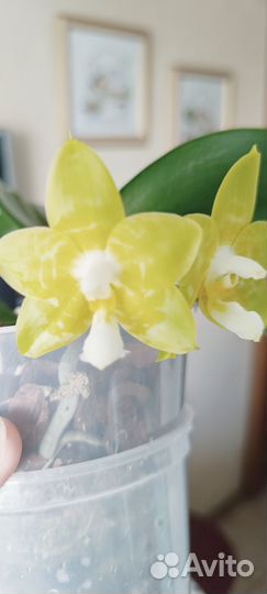 Орхидея фаленопсис Joy Spring Canary Joy