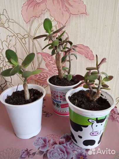 Рэо, Толстянка