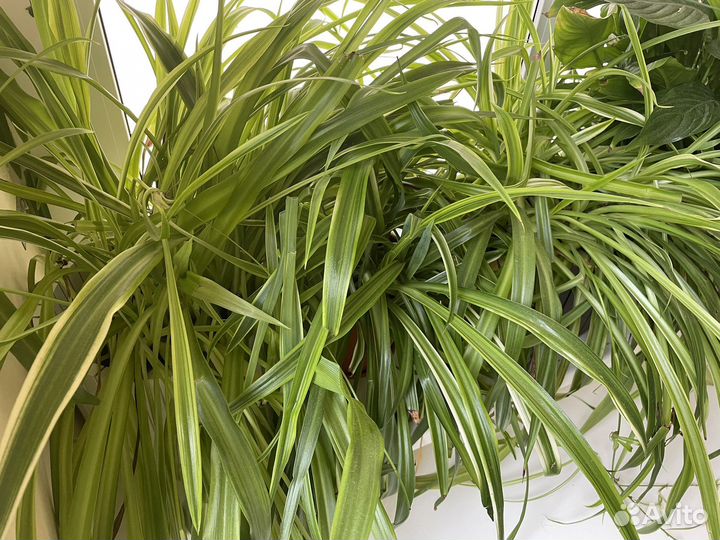 Хлорофитум маленький и крупный