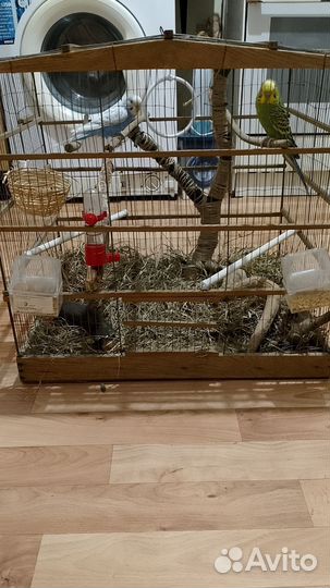 Волнистый попугай