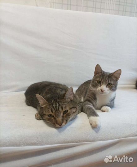 Платный отлов кошек. Бездомные и домашние