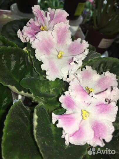 Сортовые фиалки