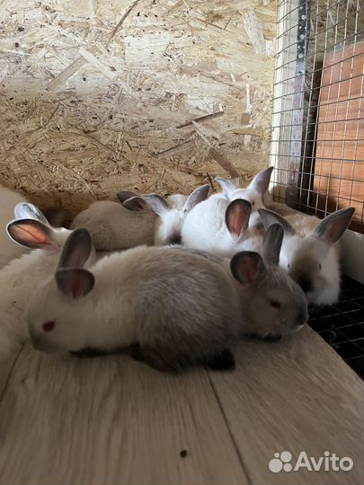 Кролики на племя