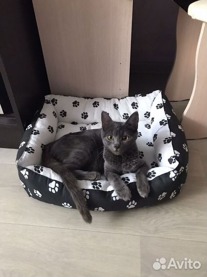 Котёнок кот Тоша