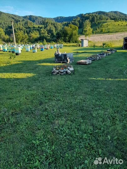 Продам пчел и пасеку