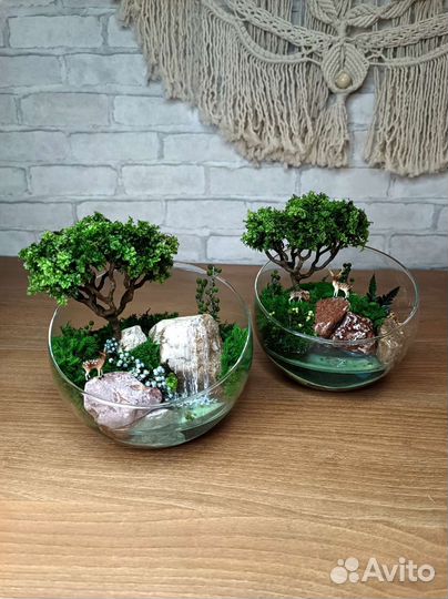 Моссариум флорариум