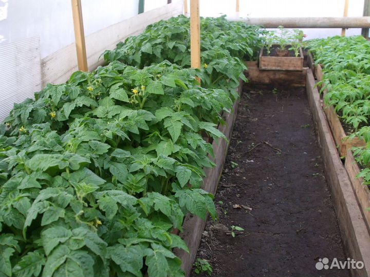 Курган ул.черняховского 42