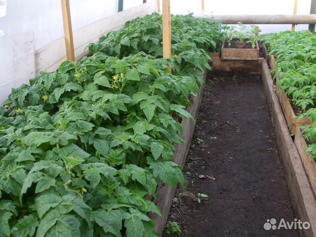 Курган ул.черняховского 42