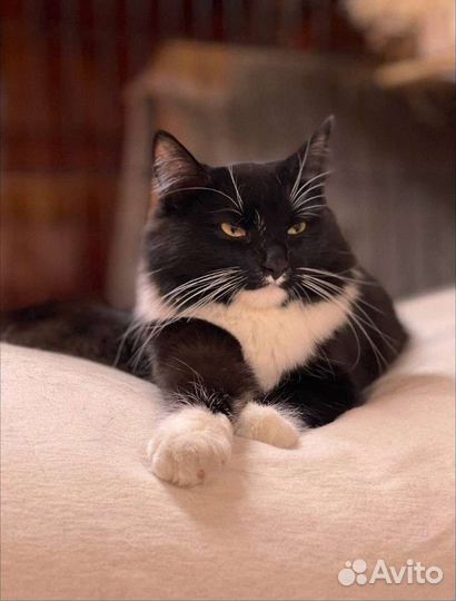 Стерилизованная кошка