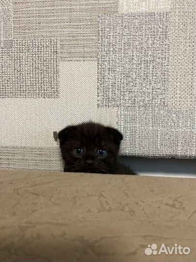 Шотландские вислоухие котята