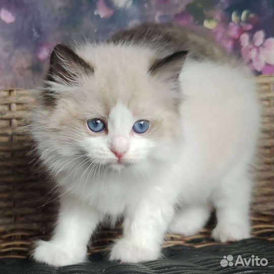 Шоу класс, девочка, ragdoll