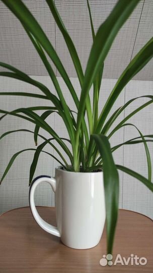 Хлорофитум