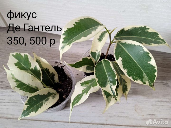 Сортовые фикусы. Часть 1