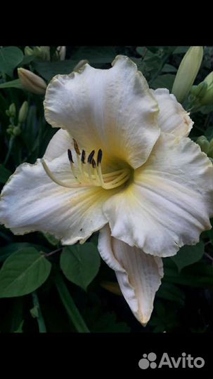 Лилейники сортовые