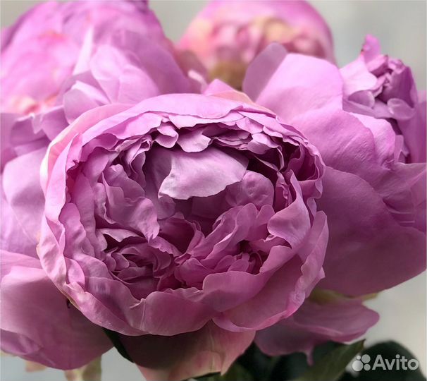 Пионы (корни) для посадки с доставкой