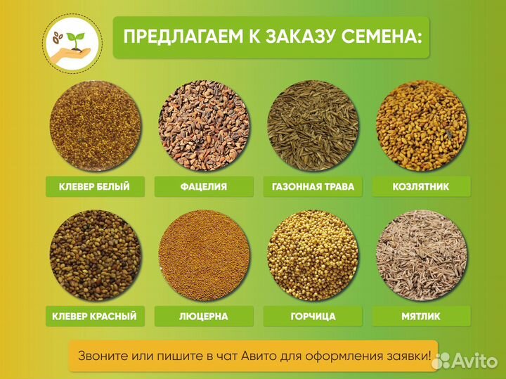 Семена Свекла сахарная протравленная