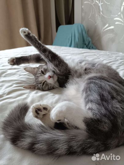 Отдадим кошку в добрые руки